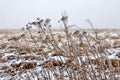 Winter Prairie with dry vegetation Royalty Free Stock Photo