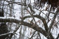 WInter Precipitation on a Tree