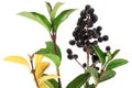 Winter privet berries. Royalty Free Stock Photo