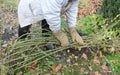 Winter Protection for Garden Roses Bush. Prepare climbing roses to cover for winter shelter