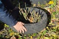 Winter protection of roses. A gardener is preparing a rose winter shelter made of an old car tire, soil or mulch to mound the rose