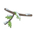 Winter Tree Branch Royalty Free Stock Photo