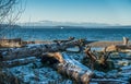 Winter Puget Sound Landscape 2 Royalty Free Stock Photo