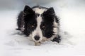 winter puppy fairy tale portrait of a border collie dog in snow