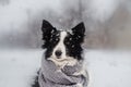 Winter puppy fairy tale portrait of a border collie dog in snow Royalty Free Stock Photo