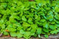 Winter purslane in macro closeup, organic cultivated garden plants, healthy green vegetables