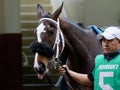 Magnetique and his Groom Head towards the Paddock at Aqueduct Racetrack Royalty Free Stock Photo