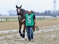 Magnetique and his Groom Head towards the Paddock at Aqueduct Racetrack Royalty Free Stock Photo