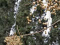 The ripe fruit of the tree Melia azedarach on a branch without leaves