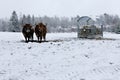 Winter range couple cow snow meadow landscape, Vielsalm, Ardens, Belgium Royalty Free Stock Photo