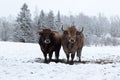 Winter range couple cow snow meadow landscape, Vielsalm, Ardens, Belgium