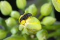 Common pollen beetle Brassicogethes formerly Meligethes aeneus