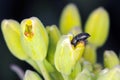 Common pollen beetle Brassicogethes formerly Meligethes aeneus