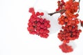 Winter red berries. Snow-covered red bunches of rowan in the snow. Rowanberry twig in snow. Red bunches of rowan covered