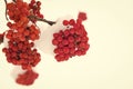 Winter red berries. Snow-covered red bunches of rowan in the snow. Rowanberry twig in snow. Red bunches of rowan covered