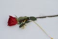 A red bright rose with a gold ribbon lies on white snow Royalty Free Stock Photo