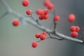 Winter red Hawthorn berries on bare branch