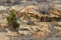 Winter Red Rocks Park Landscape in Rocky Mountains Royalty Free Stock Photo