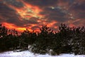 Winter red sunset in the snowy pine forest
