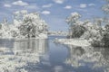 Winter Reflection on the Lake Royalty Free Stock Photo