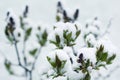 Snow covered blooming lilac