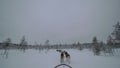 Dogsled running in snowy wood