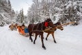 Winter ride in horse sleigh Royalty Free Stock Photo