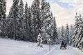 A winter ride on a snowmobiles in the forest, winter landscape and snowmobile track