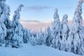 Winter rime and snow covered fir trees branches on mountainside on blue sky background on sunrise. Pine trees after