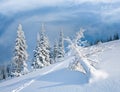 Winter rime and snow covered fir trees on mountainside Royalty Free Stock Photo