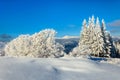 Winter rime and snow covered fir trees on mountainside Royalty Free Stock Photo