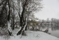 Winter river bank with trees and other plants covered with snow Royalty Free Stock Photo