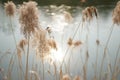 In winter, the river freezes and there are dry reeds beside the river Royalty Free Stock Photo