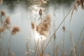 In winter, the river freezes and there are dry reeds beside the river Royalty Free Stock Photo