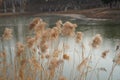 In winter, the river freezes and there are dry reeds beside the river Royalty Free Stock Photo