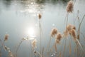 In winter, the river freezes and there are dry reeds beside the river Royalty Free Stock Photo