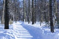 Winter road. Road with birches. Sunny Winter morning. Royalty Free Stock Photo