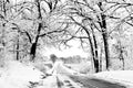 Winter Road with Canopy of Snowy Trees