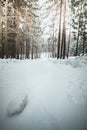 the winter road. Dramatic scene in a forest in austria with snow Royalty Free Stock Photo