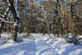 winter road in forest Royalty Free Stock Photo