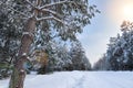 Winter road through the forest and the sun`s rays Shine through the trees