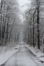 Winter road in the forest with trees covered with snow and hoarfrost on a cloudy day Royalty Free Stock Photo