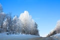 Winter road in forest among white birch and green fir trees covered with hoarfrost, drifts, shining snow on blue sky background Royalty Free Stock Photo