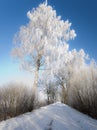 Winter road with frosted trees and rime