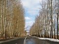 Winter road passing through tall poplar trees , Abyaneh , Iran