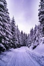 Winter road through the pine forest with purple sky