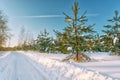 Winter road in a pine forest, sunset, the rays of the sun Royalty Free Stock Photo