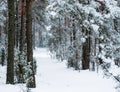 Winter road in the pine forest. Royalty Free Stock Photo