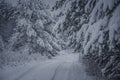 Winter road in a pine forest