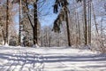 Winter road running between the frozen trees Royalty Free Stock Photo